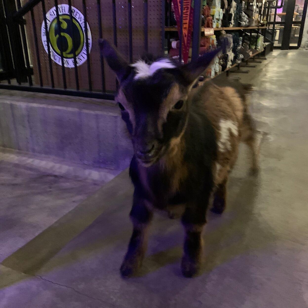 Goat for Bock and Wurst Fest - Keith Kaiser - 3.16.23